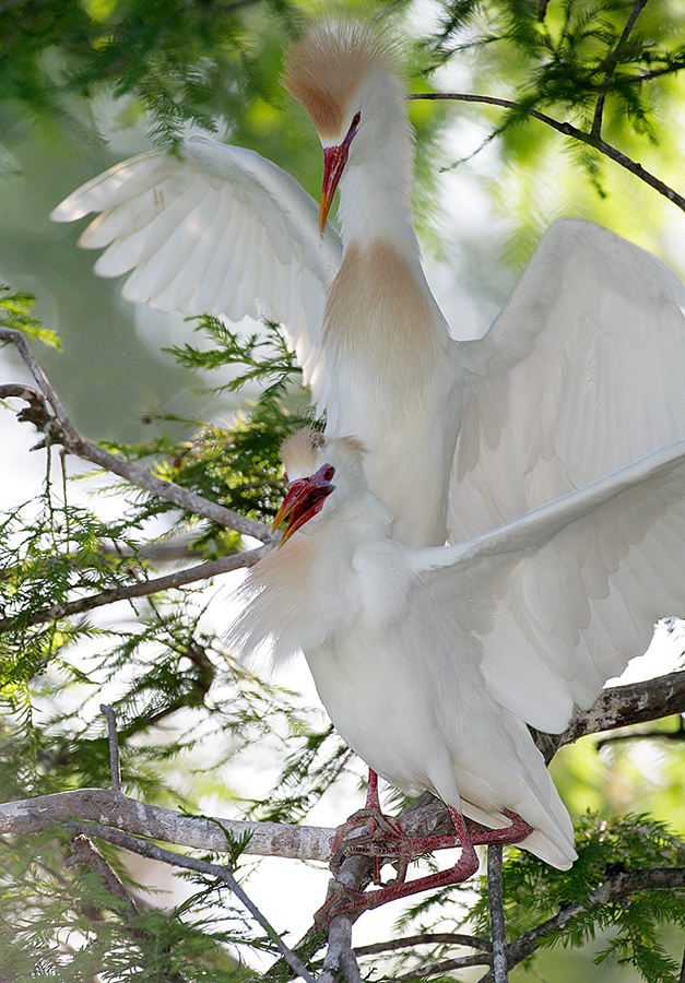 cattle-egrets-breeding-plumage-pair-copulating-_l8x6592-st