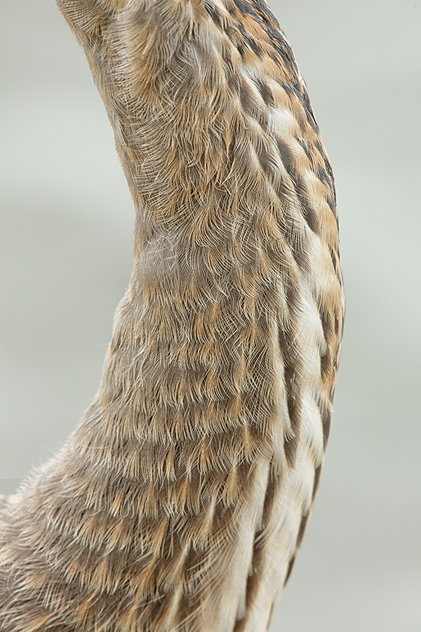 great-blue-heron-neck-of-juvenile-_a1c1517-venice-rookery-south-venice-fl