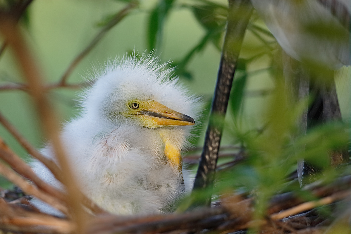 great-egret-2-chicks-in-nest-_y7o1106-gatorland-kissimmee-fl