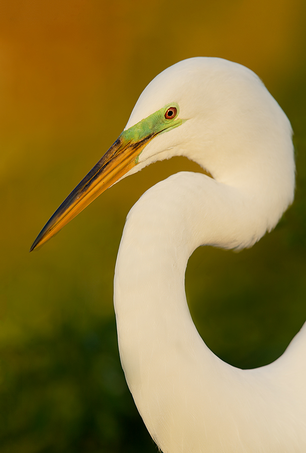 great-egret-breeding-plumage-eml-_y5o8870-gatorland-kissimmee-fl