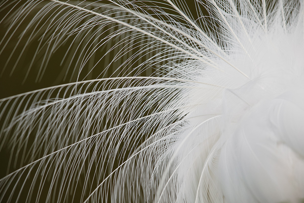 great-egret-breeding-plumes-aigrettes-_y5o9181-gatorland-kissimmee-fl