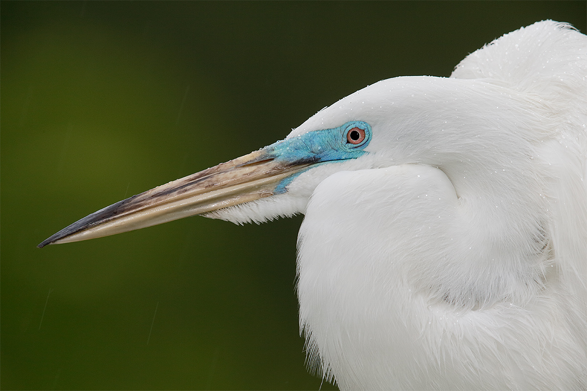 great-egret-faded-breeding-plumage-in-rain-_y5o8709-gatorland-kissimmee-fl