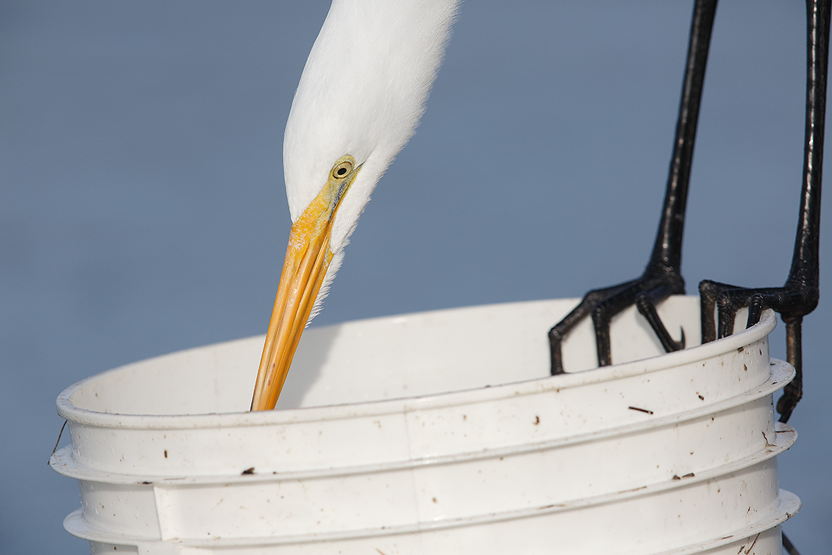 great-egret-on-bait-bucket-_a1c0612-litttle-estero-lagoon-fort-myers-beach-fl