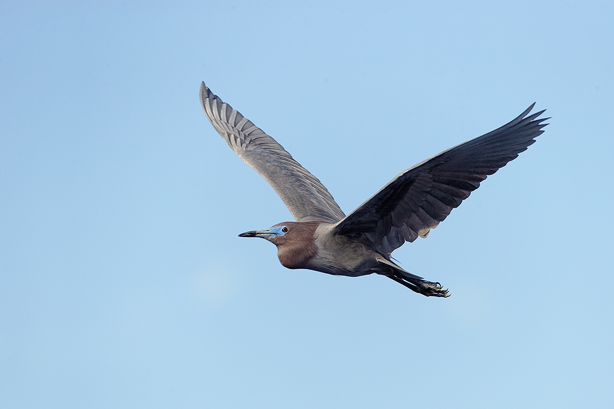 little-blue-heron-adult-in-flight-_y7o1982-gatorland-kissimmee-fl_0