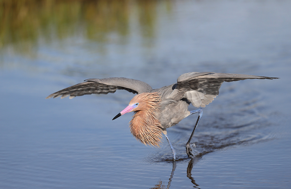 reddish-egret-breeding-plumage-darker-running-hunting-_y5o1673desoto-park-pinellas-county-fl