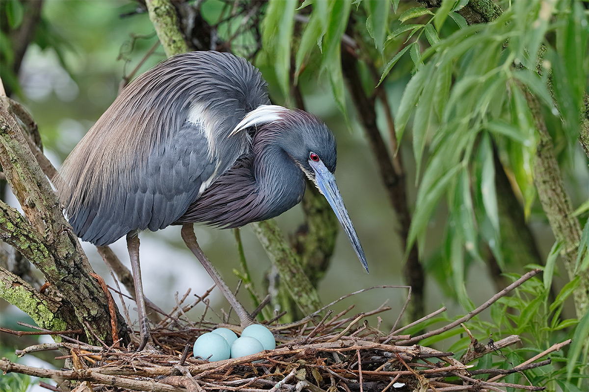 tricolored-heron-w-4-eggs-in-nest-_y5o9926-gatorland-kissimmee-fl