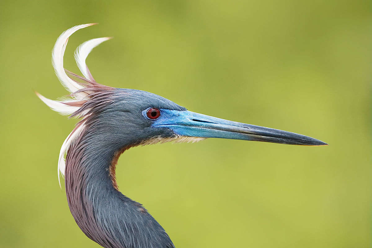 tricolored-heron-with-plumes-blowing-more-contrast-and-color-_y5o0055-gatorland-kissimmee-fl