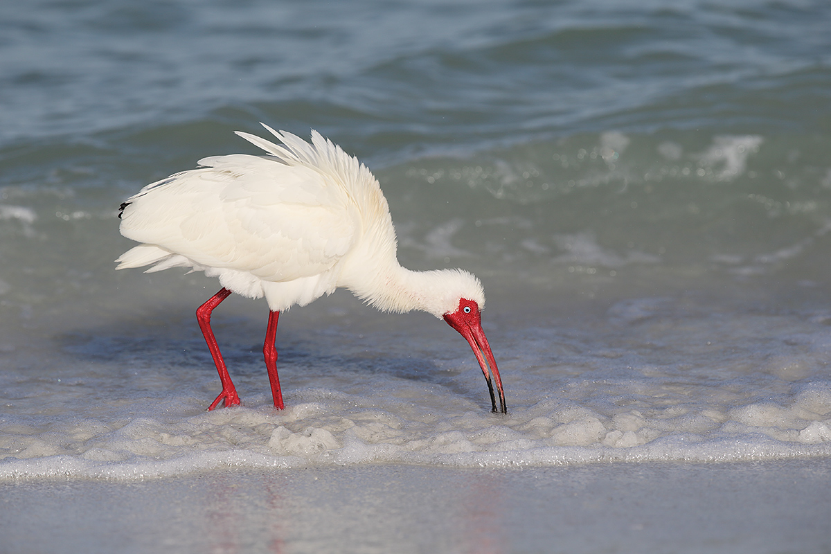 white-ibis-breeding-plumage-feeding-in-surf-_y5o1757desoto-park-pinellas-county-fl