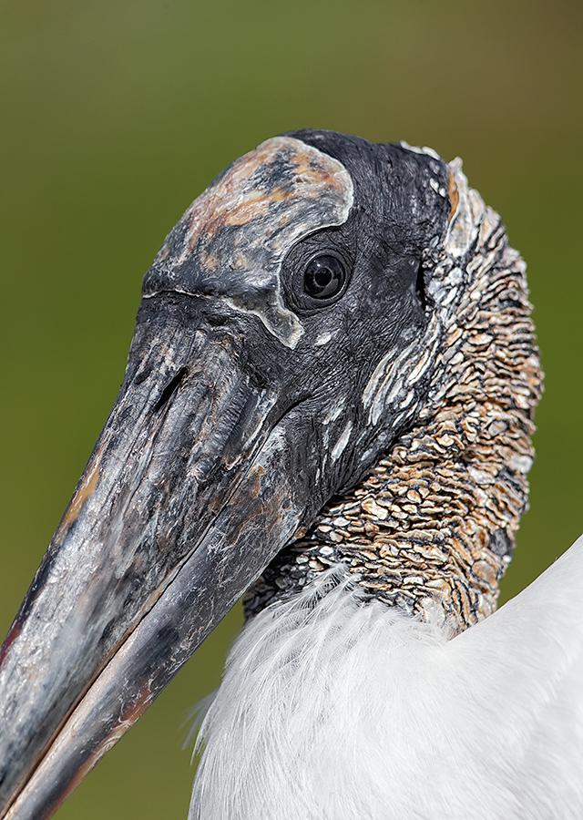 wood-stork-head-and-face-detail-_y5o0461-gatorland-kissimmee-fl