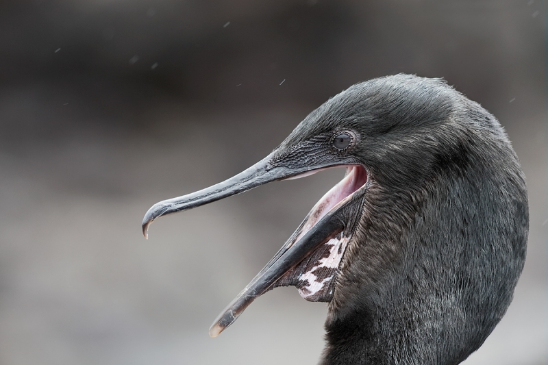 flightless-cormorant-1-year-old-yawning-_09u1124-pnta-albemarle-isabela-galapagos