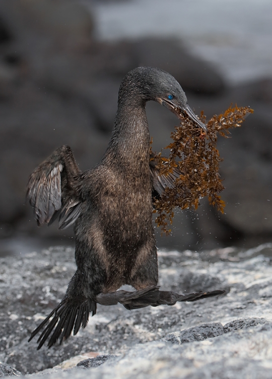 flightless-cormorant-hopping-with-seaweed-for-nest-_q8r9999-punta-espinoza-fenandina-galapagos