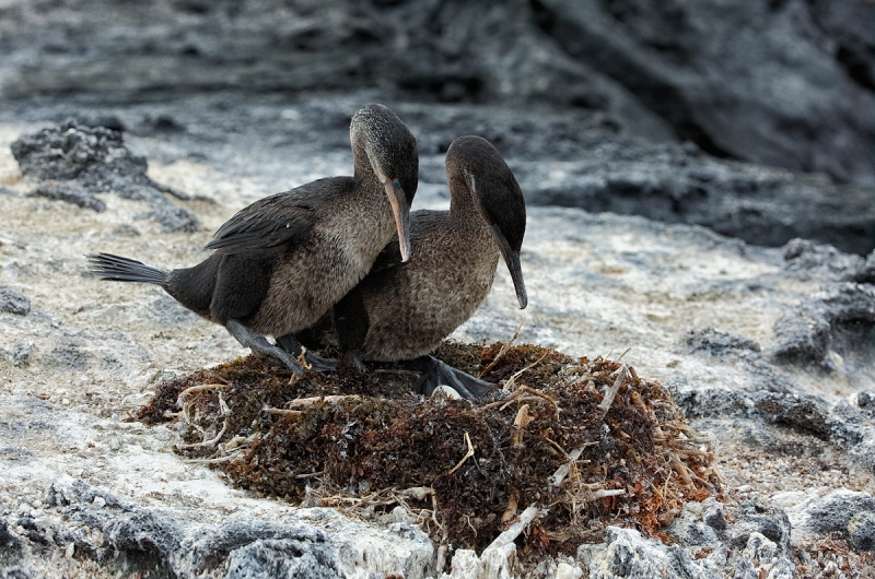 flightless-cormorant-switching-incubation-duties-_a1c9131-punta-espinoza-fenandina-galapagos