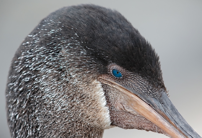flightlesscormorant-face-portrait-_a1c9347-punta-espinoza-fenandina-galapagos