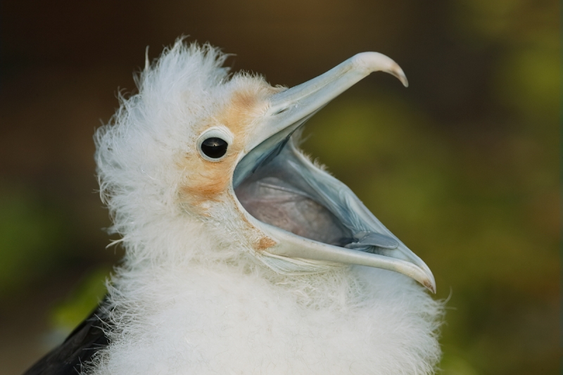 great-frigatebird-chick-yawning-_q8r8500-darwin-bay-tower-island-galapagos