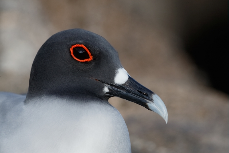 swallow-tailed-gull-head-portrait-_q8r8598-darwin-bay-tower-island-galapagos