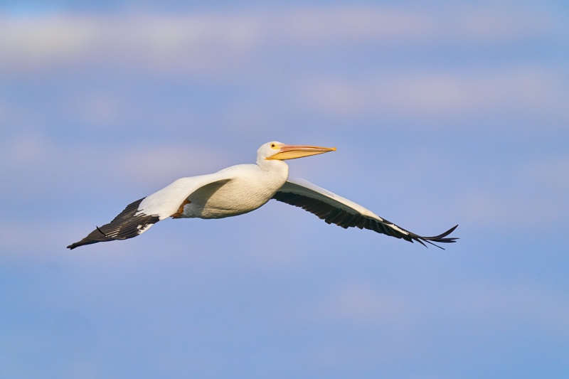 American-White-Pelican-in-flight-_A920541-Lakeland-FL-1