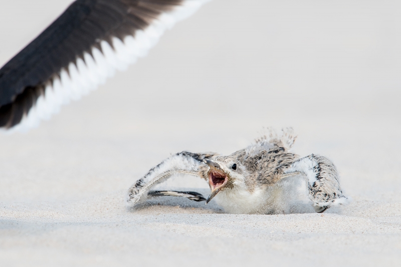 Black-Skimmer-large-chick-begging-and-ducking-_MAI3142Nickerson-Beach-Park,-Gilgo-Beach,-NY