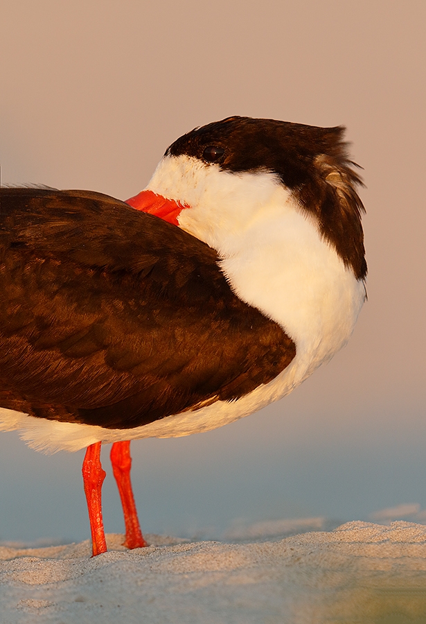 Black-Skimmer-resting-at-dusk-_Y8A6072-Nickerson-Beach,-Point-Lookout,-NY-copy