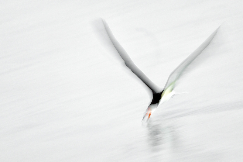 Black-Skimmer-skimming-in-pre-dawn-_P3A7509-Fort-DeSoto-Park,-Tierra,-Verde,-FL