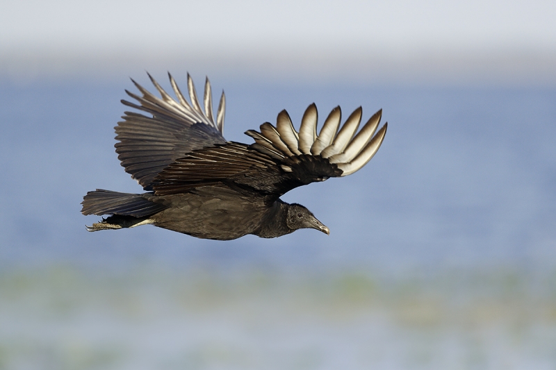 Black-Vulture-flight-looking-back-_J1I4655--Indian-Lake-Estates,-FL