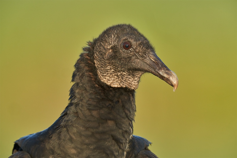 Black-Vulture-head-portrait-green-BKGR-_DSC4675-Indian-Lake-Estates-FL-1