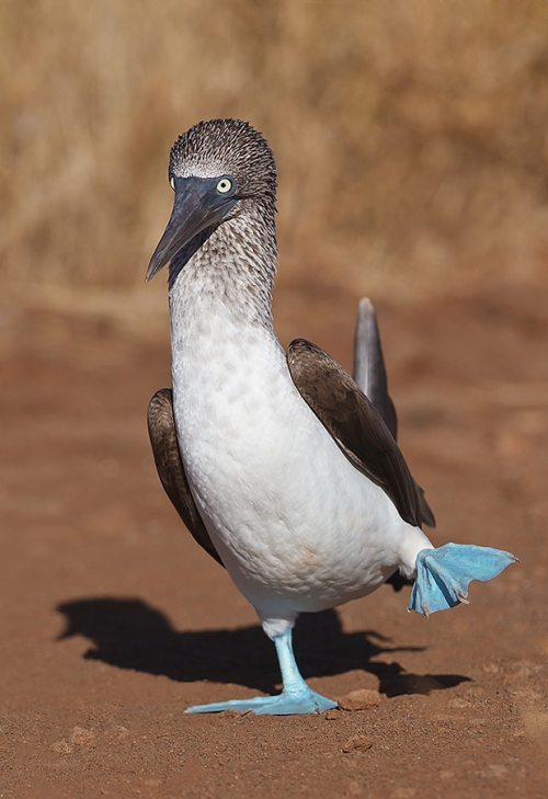Blue-footed-Booby-dancing-on-path--_W3C4702--North-Seymour,-Galapagos,-Ecuador