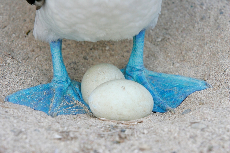 Blue-footed-Booby-eggs-and-feet-_T9J1293-Suarez-Point,-Hood-Island,-Espanola,-Galapagos-I