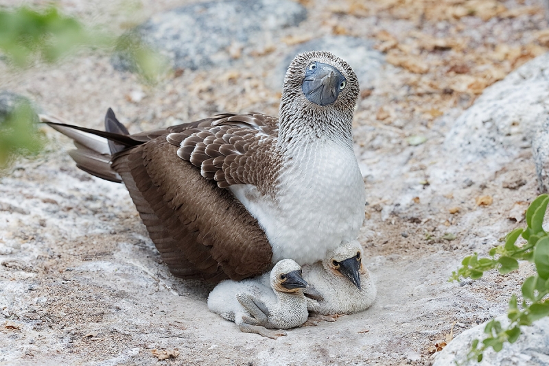 Blue-footed-Booby-with-two-chicks-in-nest-_A1C1415--Isla-Lobos,-Galapagos