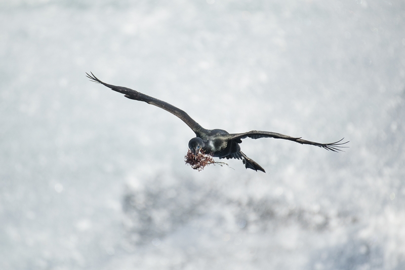 Brant's-Cormorant-flight-w-nesting-matl-_DSC0923--La--Jolla,-CA