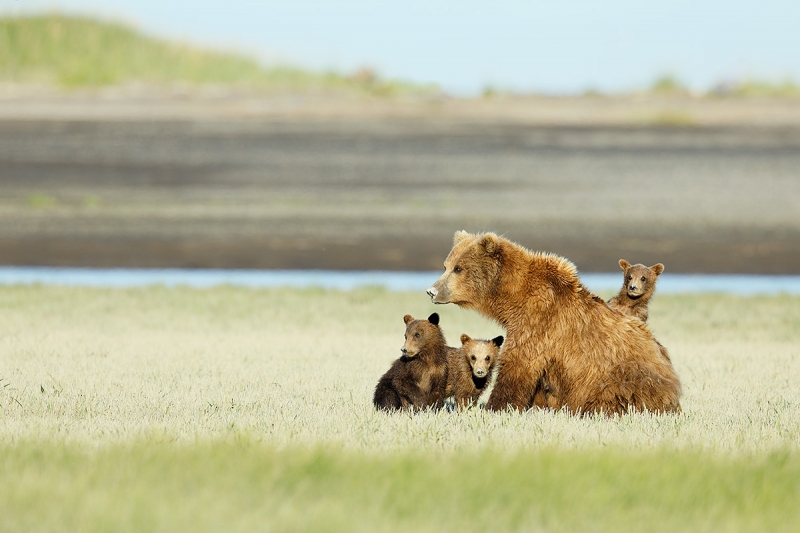 Brown-Bears-with-three-cubs-_W5A0834-Hallo-Bay,-Katmai-National-Park,-AK