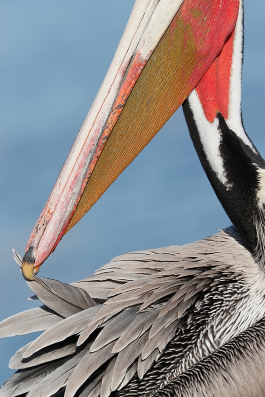 Brown-Pelican-Pacific-race-preening-feather-TIGHT-_J1I4438--La-Jolla,-CA
