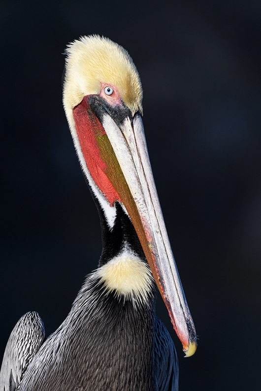 Brown-Pelican-breeding-plumage-_DSC1489--La--Jolla,-CA