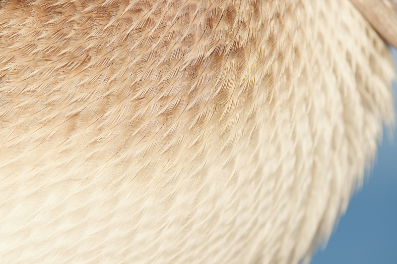 Brown-Pelican-featehr-detail-side-of-breast-_Q5A7572-Sunshine-Skyway-region-FL-1
