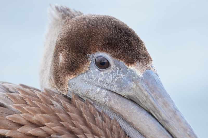 Brown-Pelican-immature-face-portrait-_Q5A7353-Sunshine-Skyway-region-FL-1