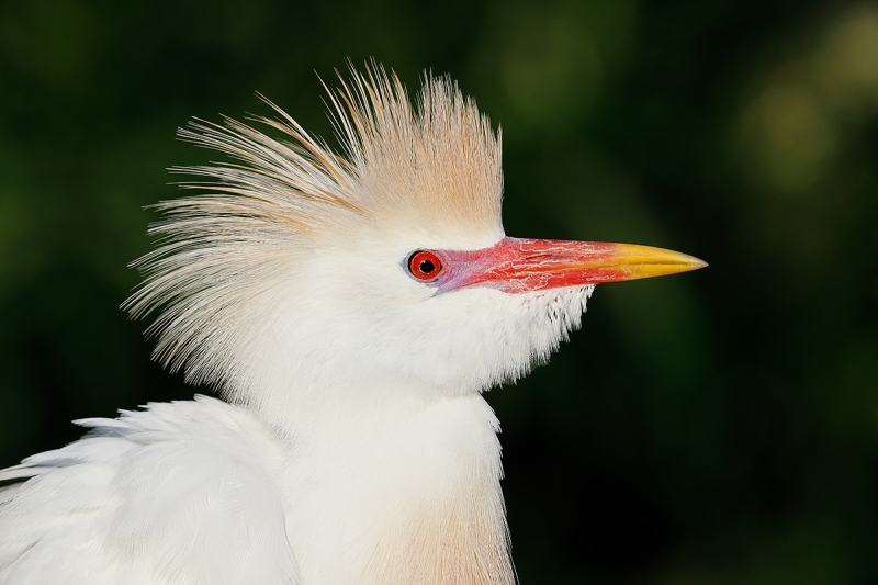Cattle-Egret-breeding-plumage-head-HORZ-_W5A1017-Gatorland,-Kissimmee,-FL