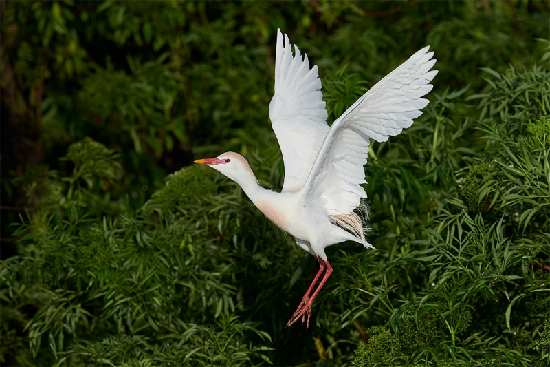 Cattle-Egret-jumping-away-from-nest-_BUP6521--Gatorland-Kissimmee-FL-1