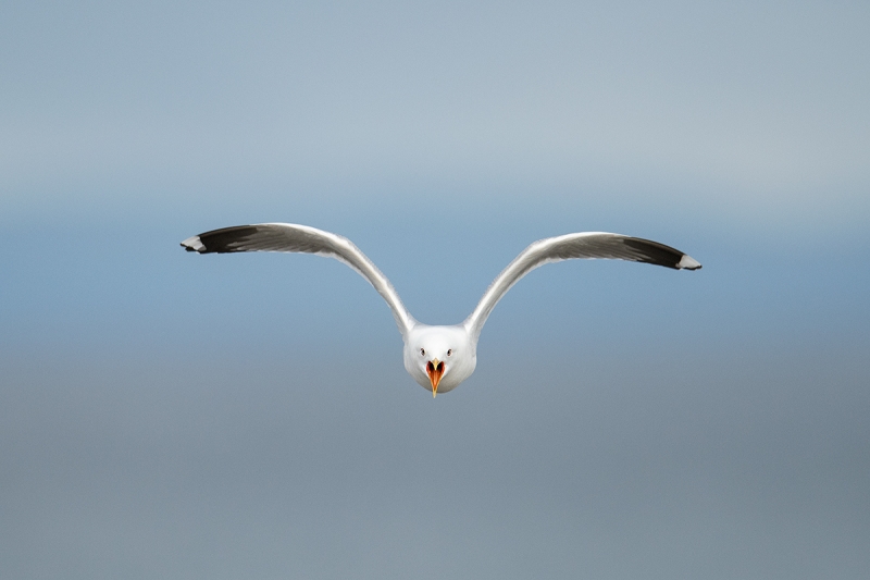 Common-Gull-wings-raised-screaming-_MAI3523-Vadso,-Norway