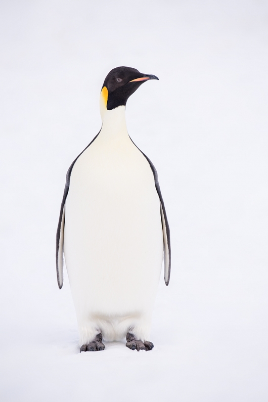 Emperor Penguin adult standing on snow _BUP5444  Snow Hill Island, Antarctica