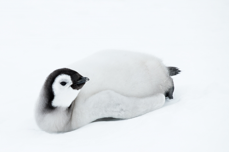 Emperor-Penguin-chick-in-pure-snow-_BUP6602--Snow-Hill-Island,-Antarctica
