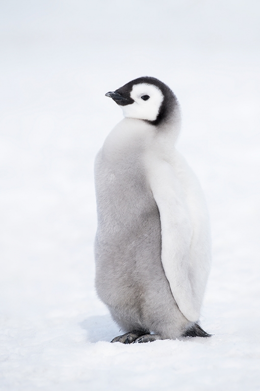 Emperor-Penguin-chick-in-snow-_BUP7451--Snow-Hill-Island,-Antarctica