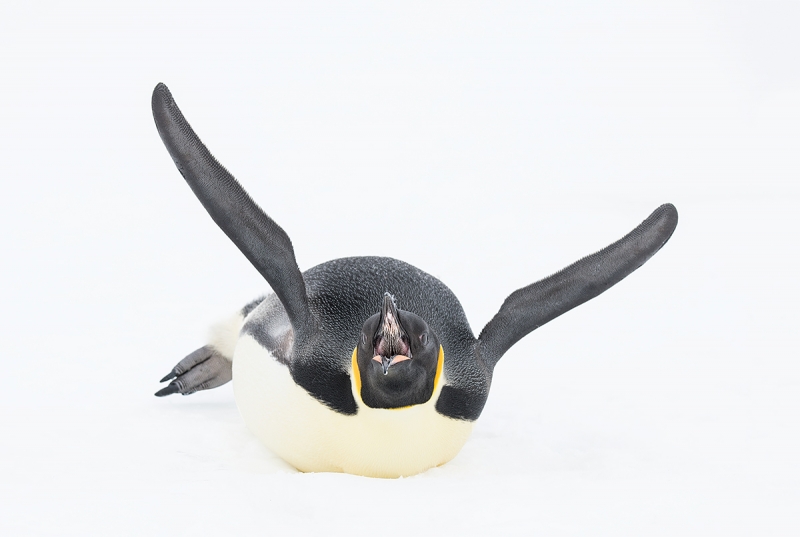 Emperor-Penguin-stretching-_BUP6511--Snow-Hill-Island,-Antarctica