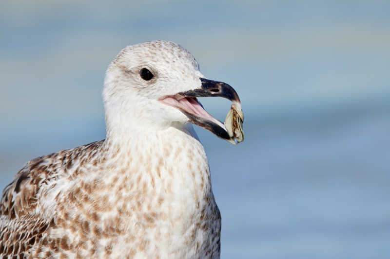 Great-Black-backed-gull-first-winter-with-mollusk-_Q5A5336-Fort-DeSoto-Park-FL-1