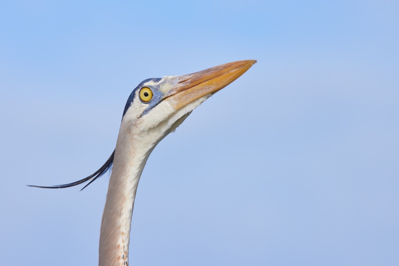 Great-Blue-Heron-blue-sky-head-portrait-_Q5A6445-Fort-DeSoto-Park-FL-1