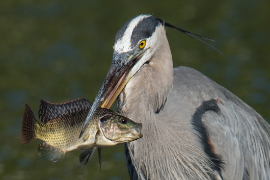 Great-Blue-heron-HEAD-with-fish-_DSC8770-Gatorland,-Kissimmee,-FL