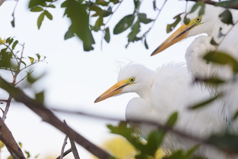 Great-Egret-chicks-wide-_P3A1647-Gatorland,-Kissimmee,-FL