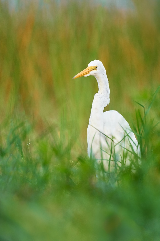 Great-Egret-juvenile-in-marsh-grasses-_A9B6457-Indian-Lake-Estates-FL-1