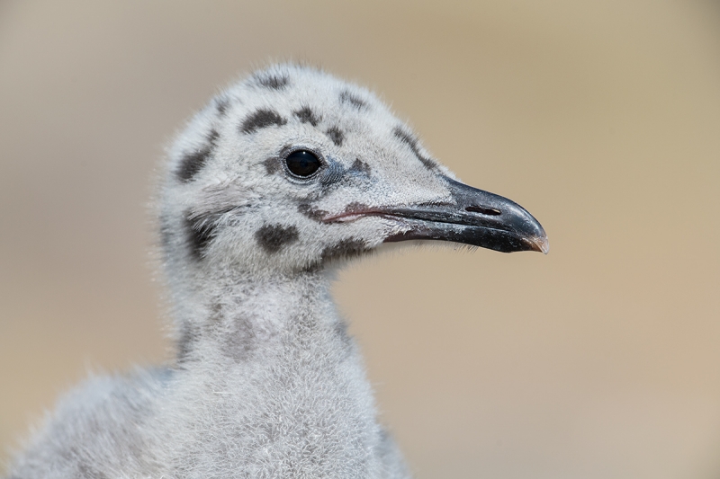 Herring-Gull-chick-head-portrait-_MAI1091islands-off-Seahouses,-UK