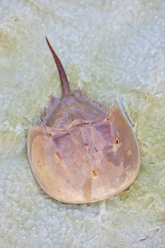 Horseshoe-Crab-shell-likely-molted-_Q5A5785-Fort-DeSoto-Park-FL-1
