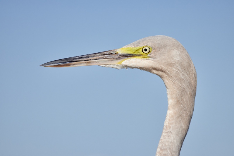 Reddish-Egret-immature-head-portrait-_Q5A5432-Fort-DeSoto-Park-FL-1