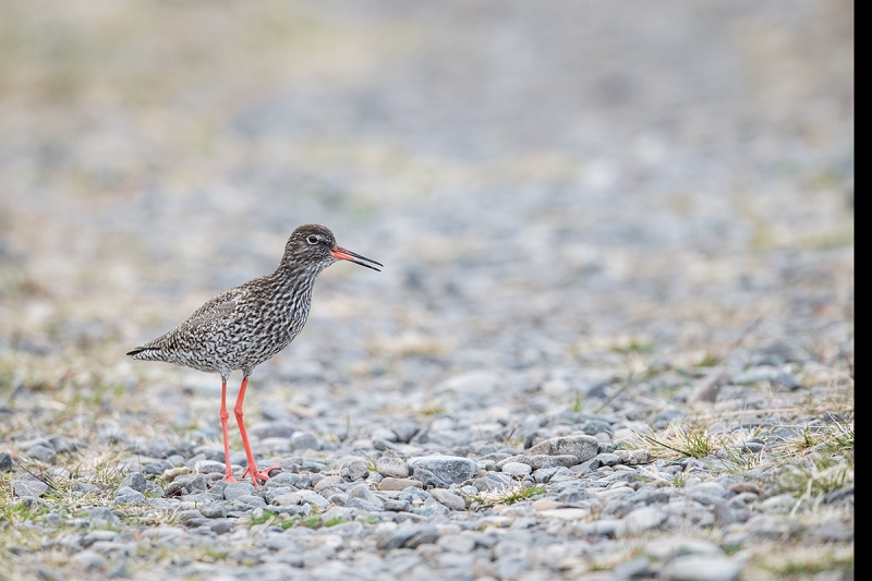 Redshank-calling-on-road-_MAI7091--Vadso,-Norway